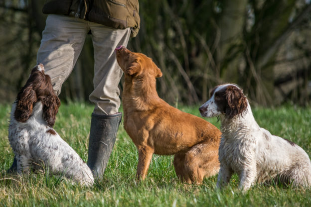 tessleymoor group gundog training