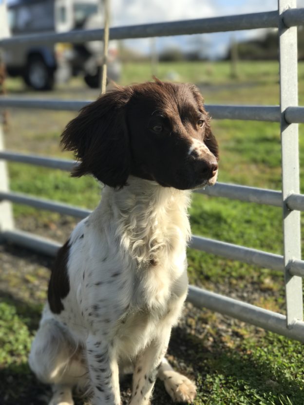 residential gundog training springer spaniel