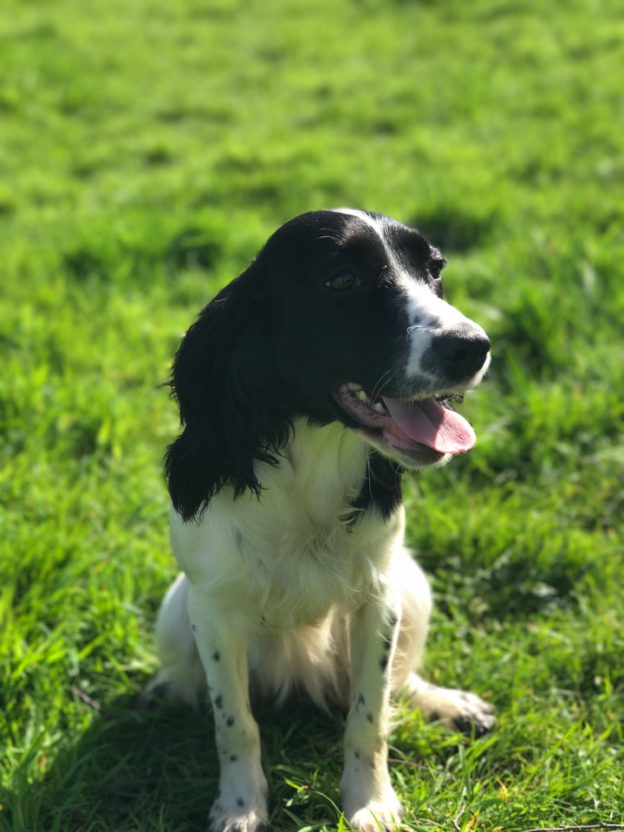 resdintial gundog training cocker spaniel tessleymoor gundogs