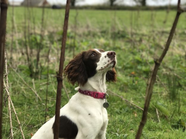 gundog training bella the sprocker tessleymoor