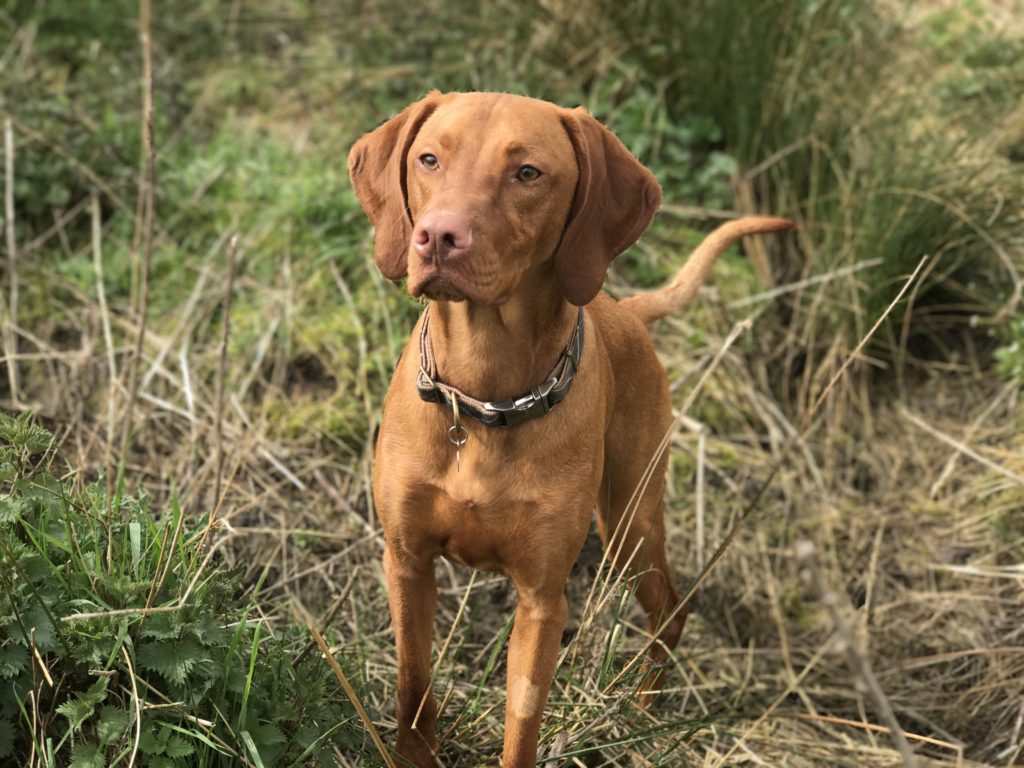 gundog training hungarian vizsla