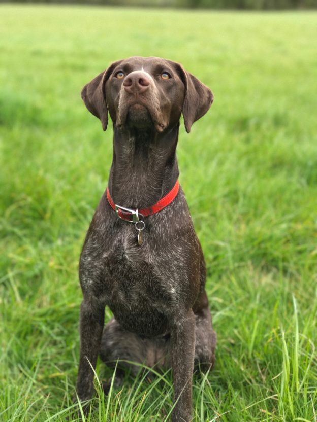 gundog training 1-2-1 german shorthaired pointer