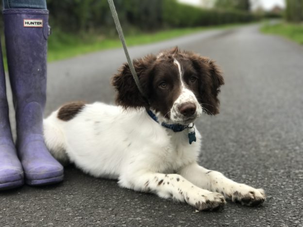 springer spaniel puppy gundog training