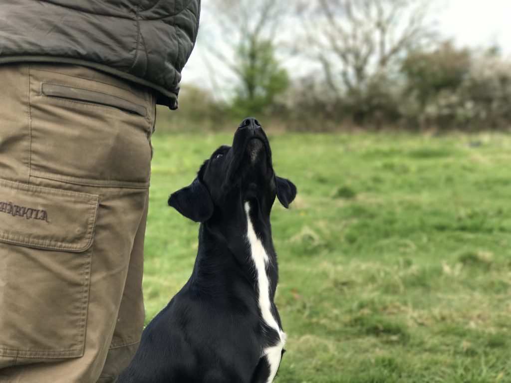 gundog training springador