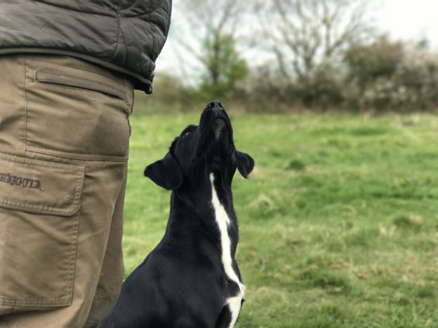 gundog training springador