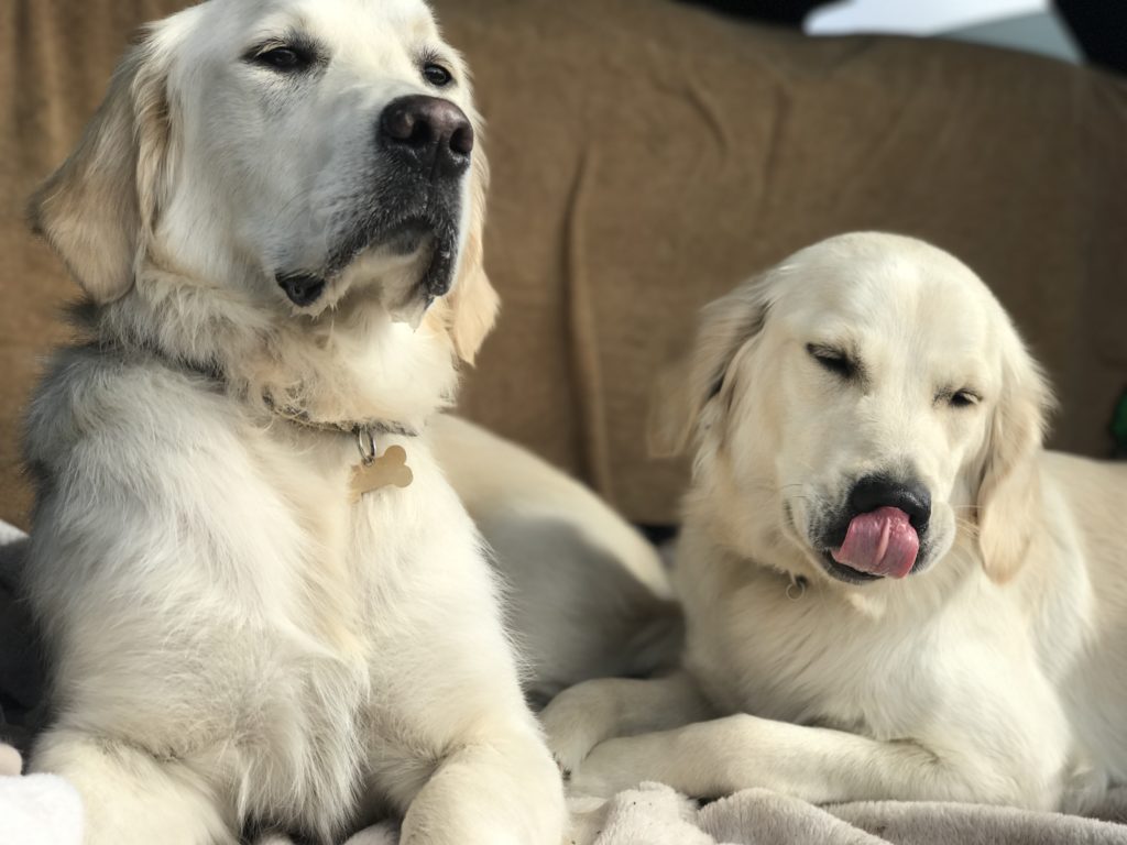 gundog training testimonial golden retrievers