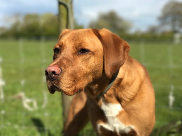 Residential gundog training fox red labrador