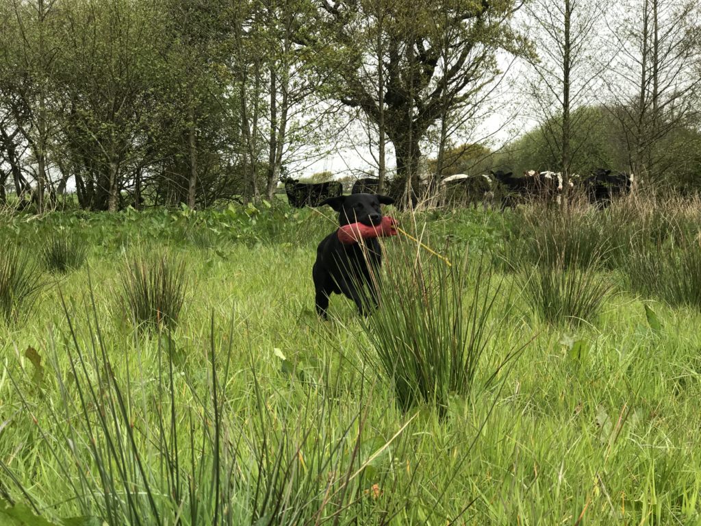gundog training labrador retriever tessleymoor