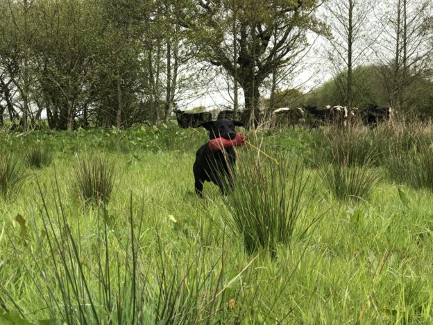 gundog training labrador retriever tessleymoor