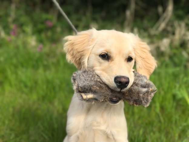 Puppy Gundog training Golden retriever