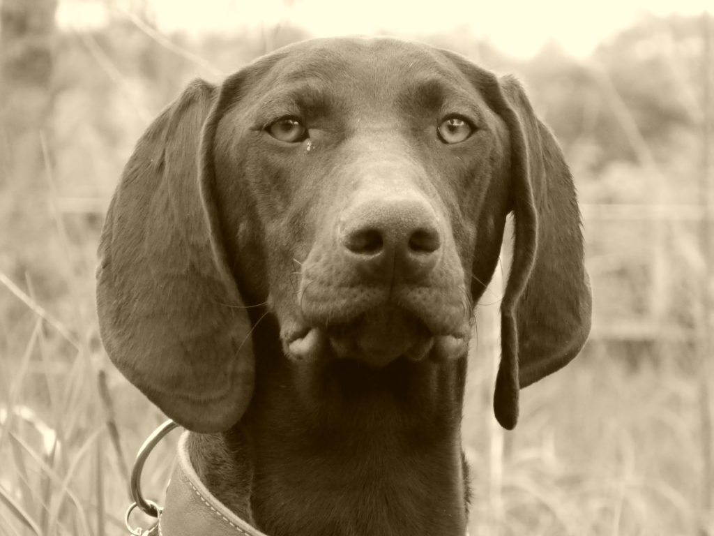 german shorthaired pointer residential training