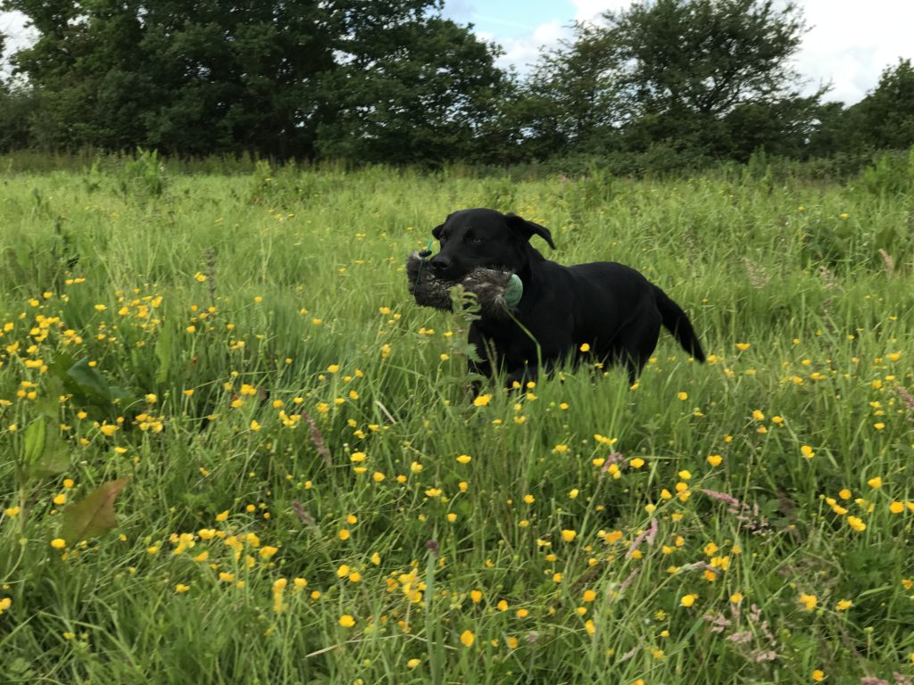 gundog training ozzy the labrador