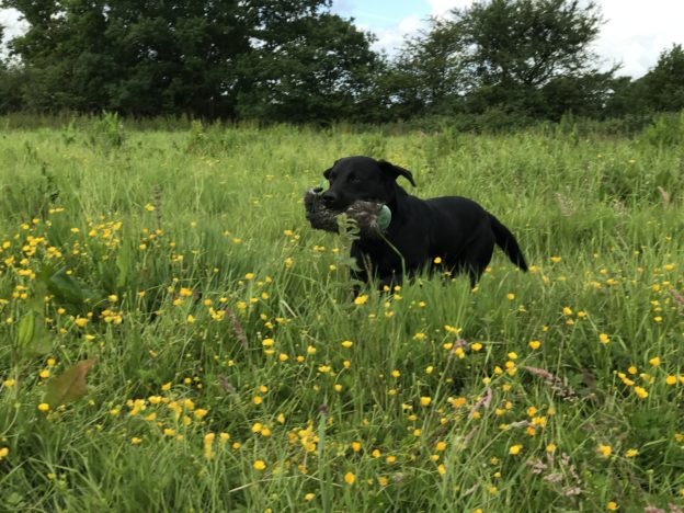 gundog training ozzy the labrador