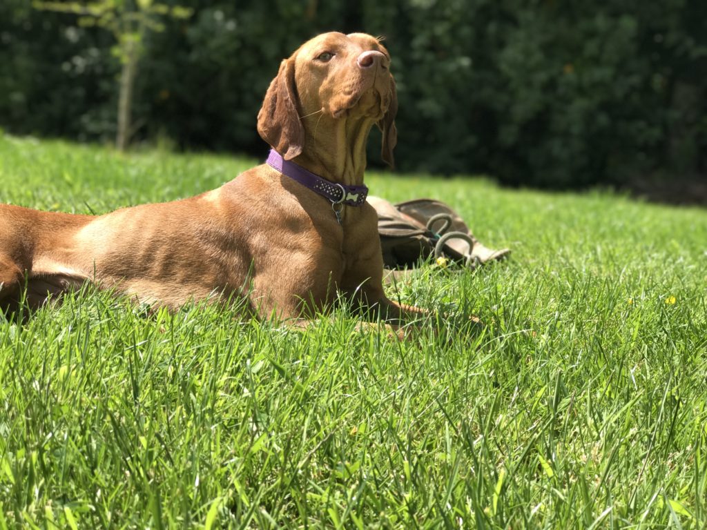 residential gundog training