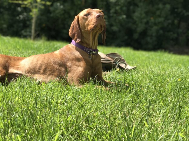 residential gundog training