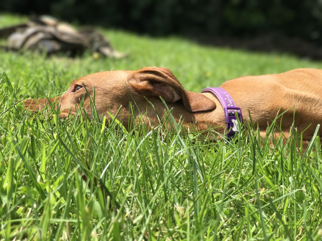 residential gundog training hungarian vizsla