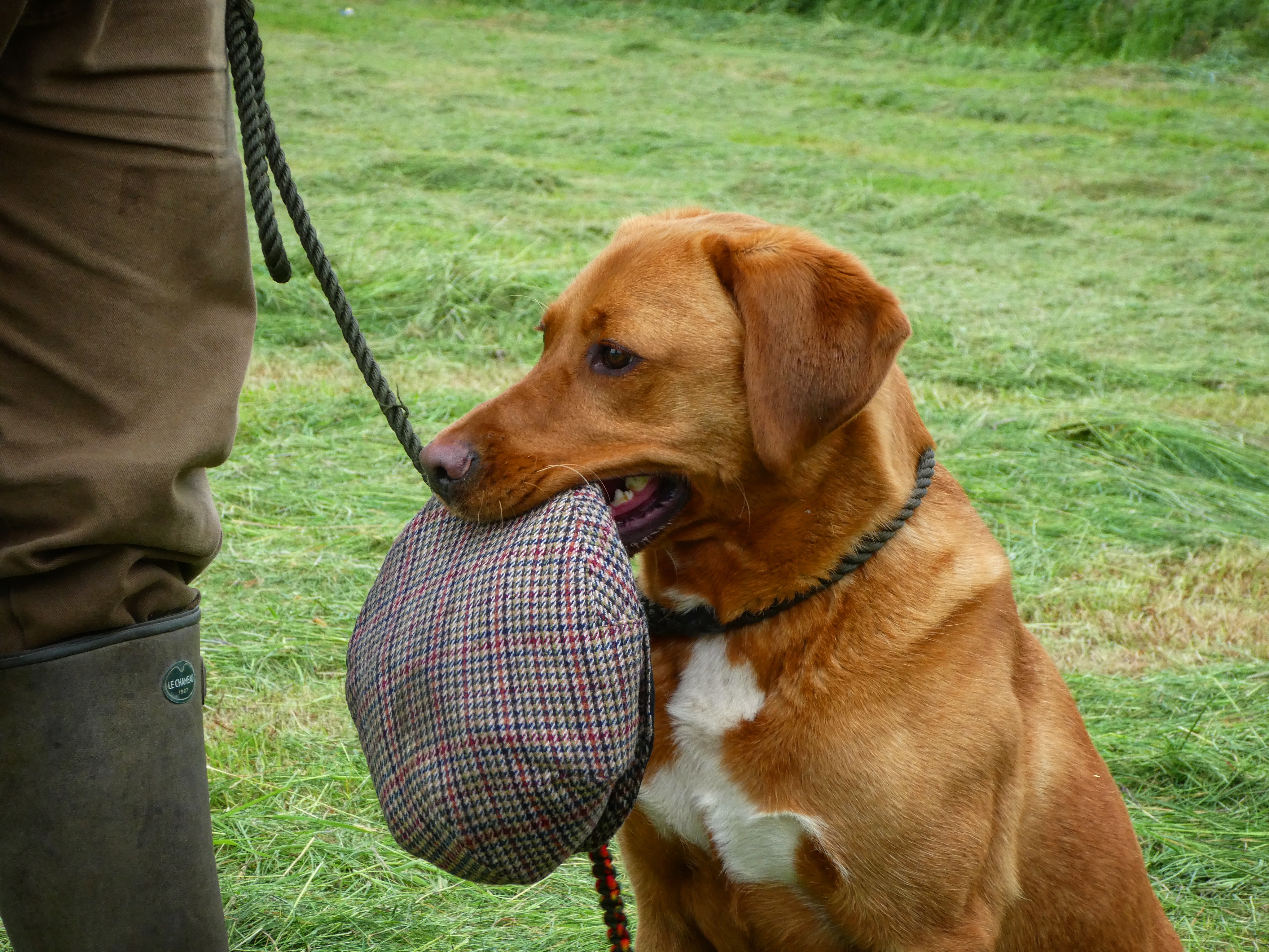 gundog training tweed cap labrador