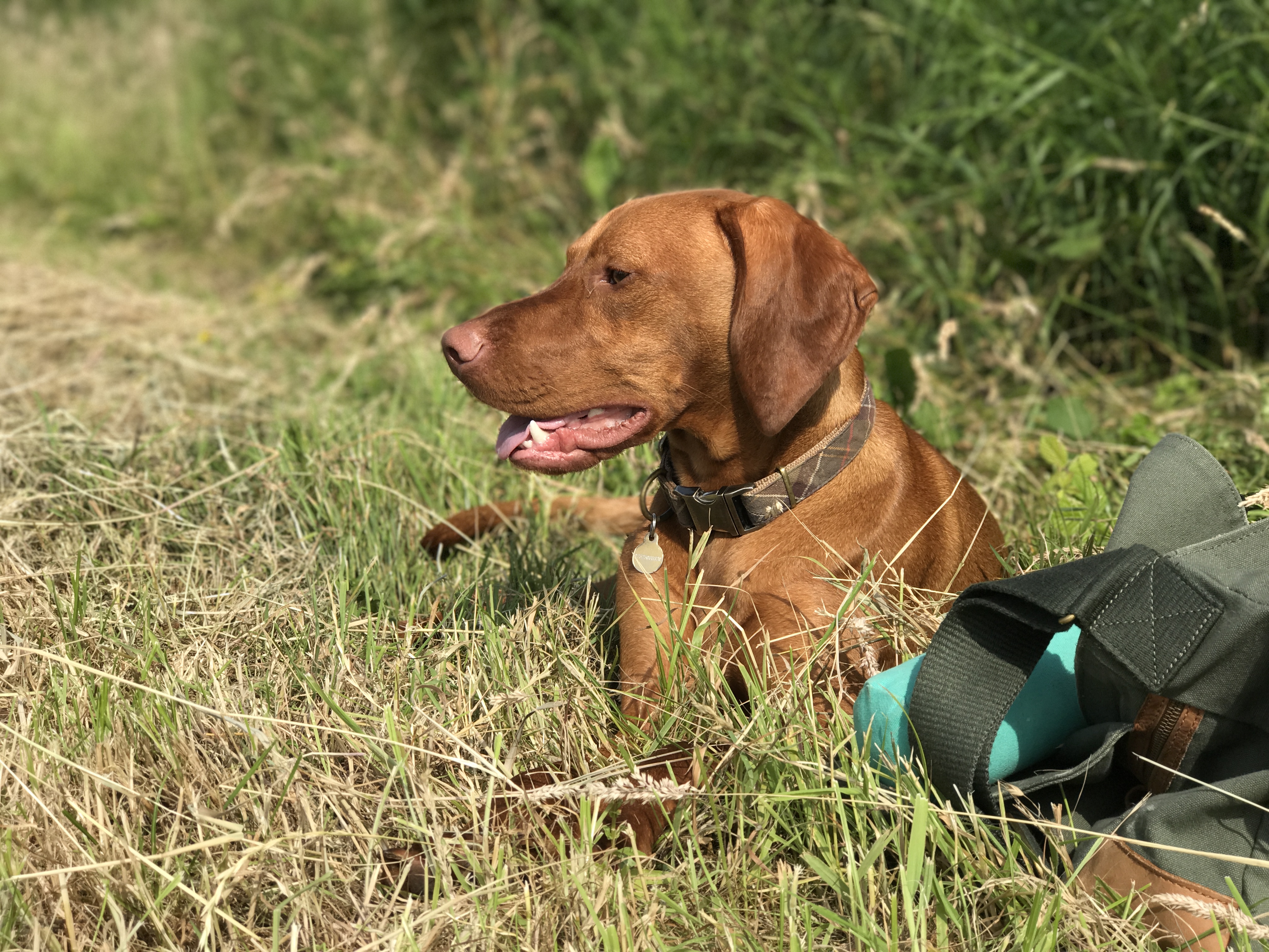 gundog training hungarian vizsla tessleymoor