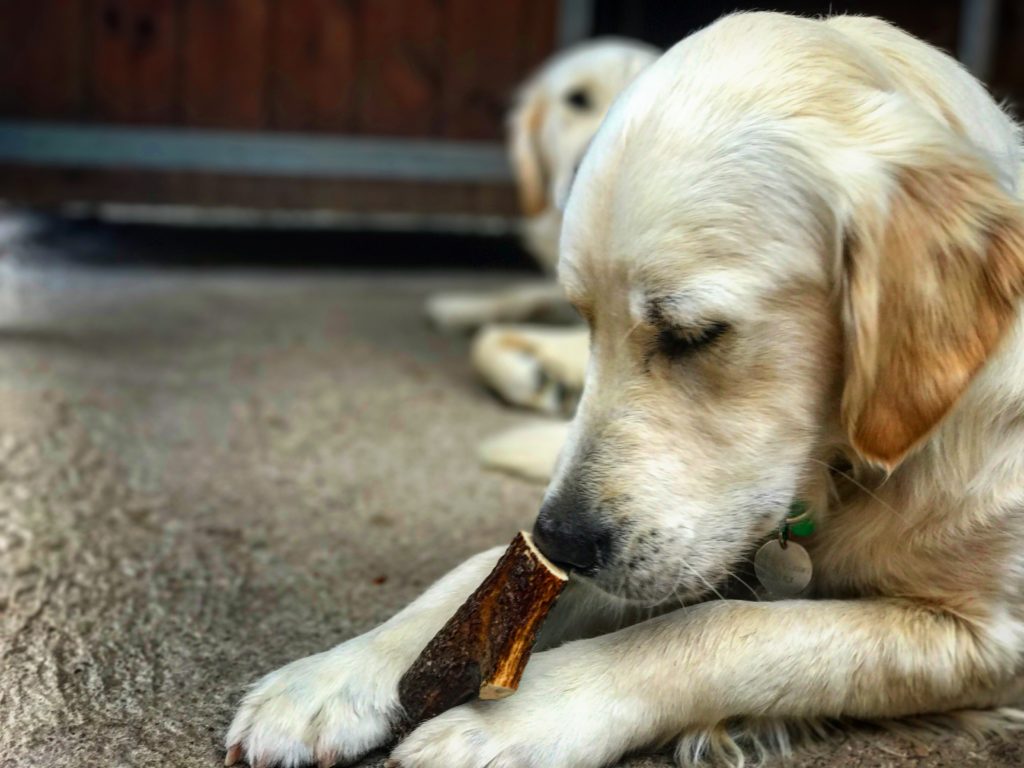 golden retriever residential gundog