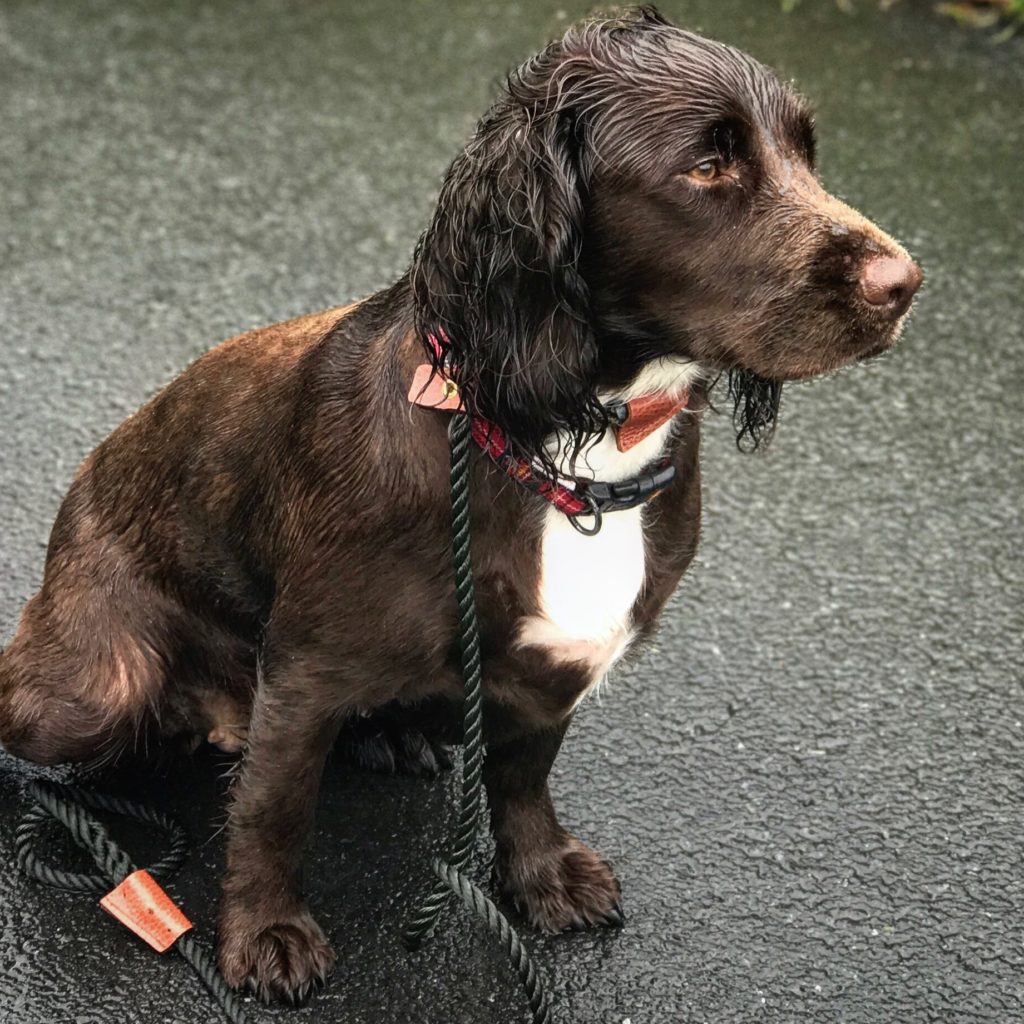 Nala the sprocker during training session