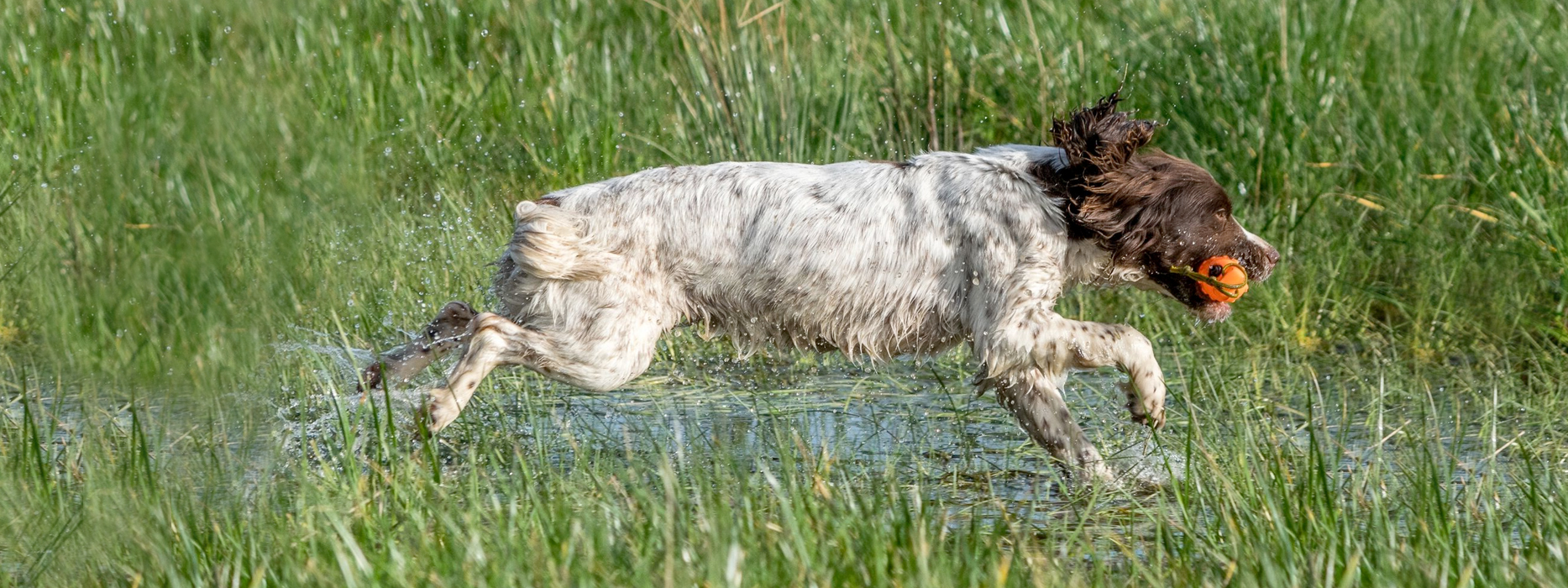 Spaniel running through water