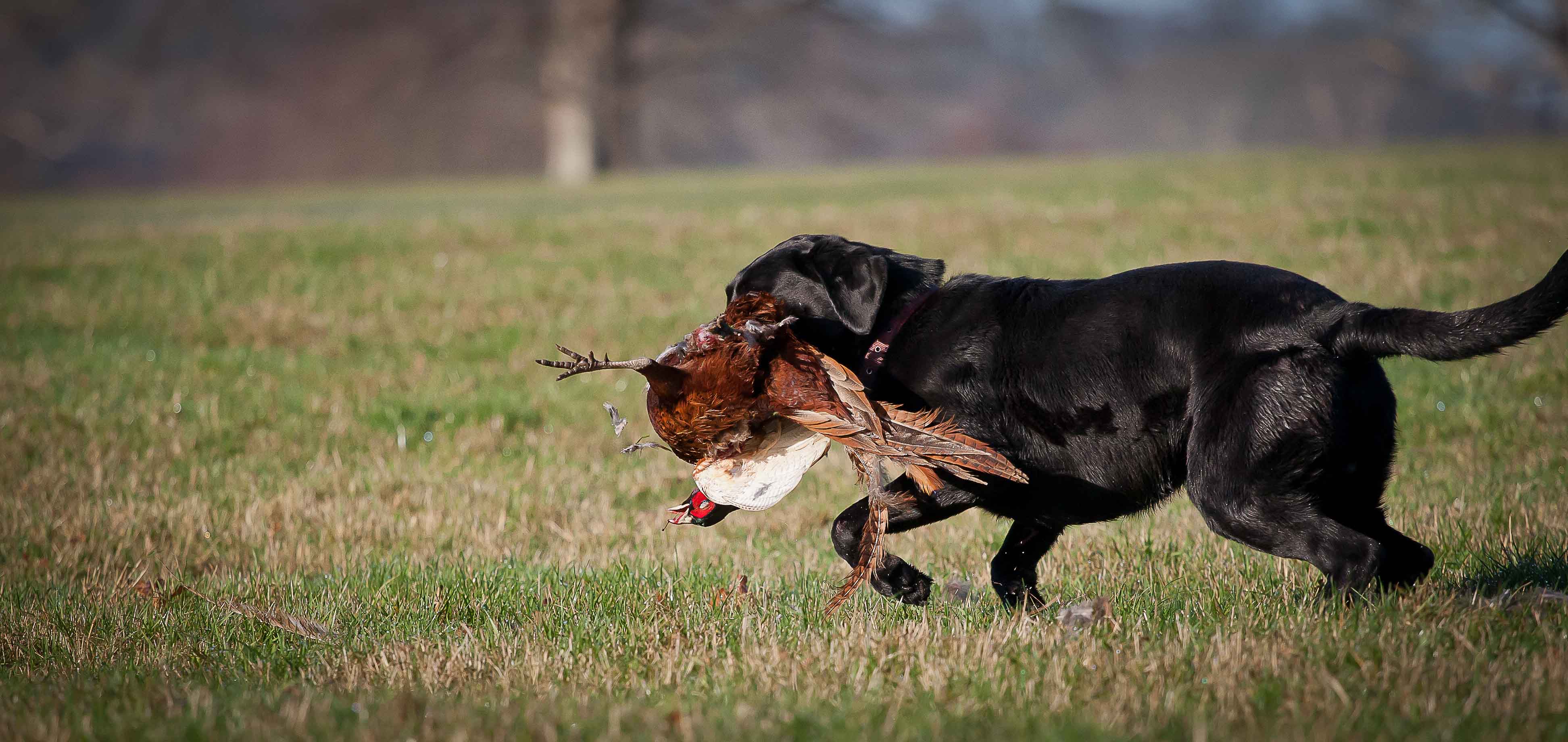 1-2-1 gundog training