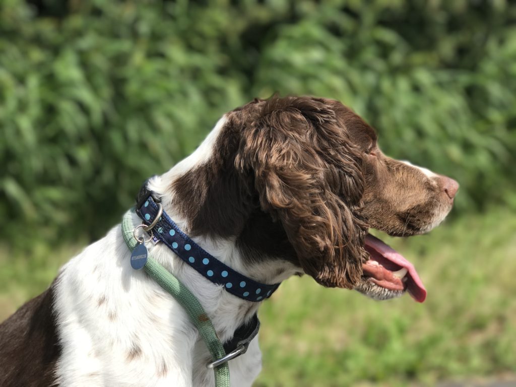 gundog training a rescue springer spaniel 
