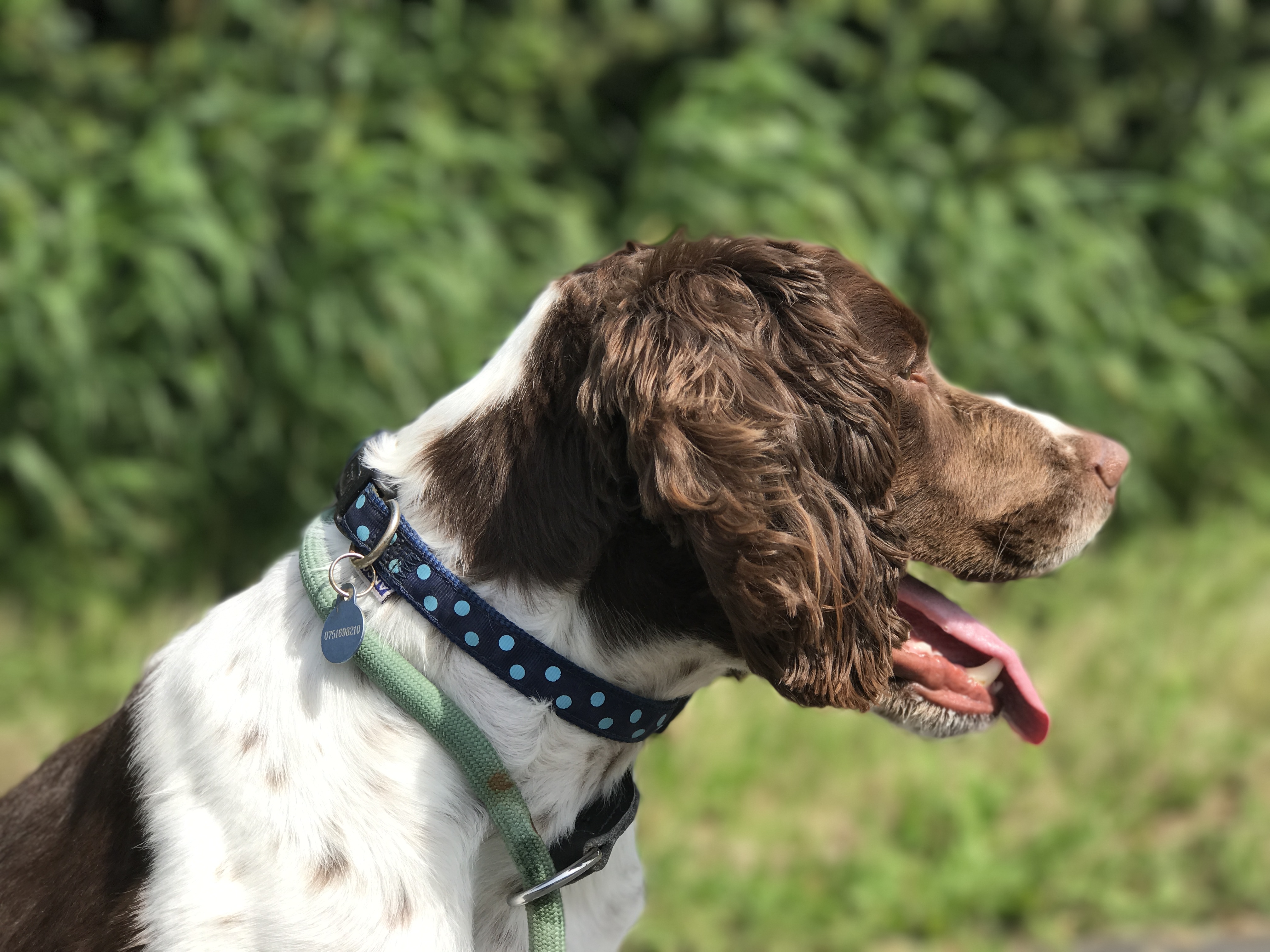 gundog training a rescue springer spaniel