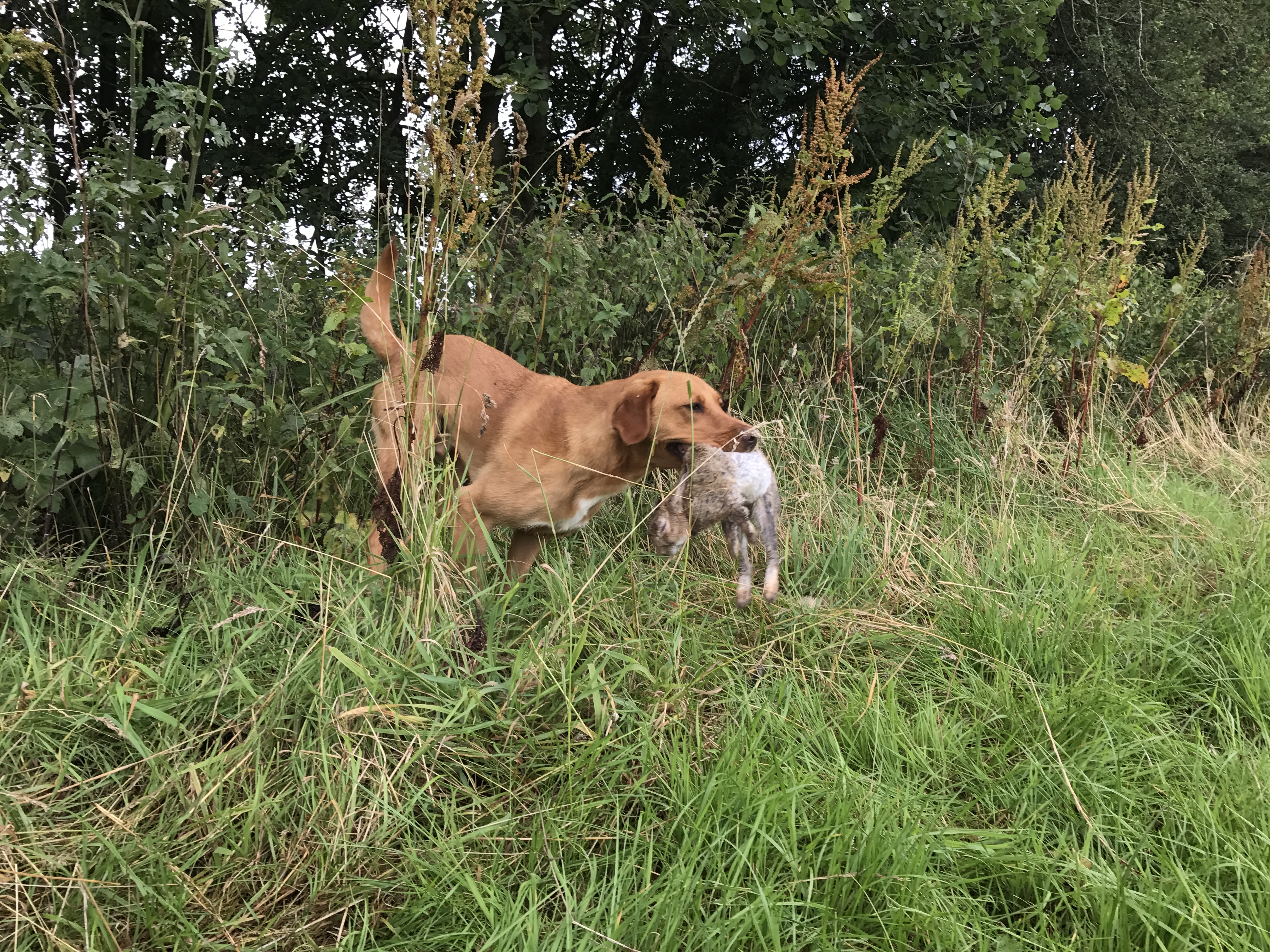 shooting season rabbit retrieving labrador