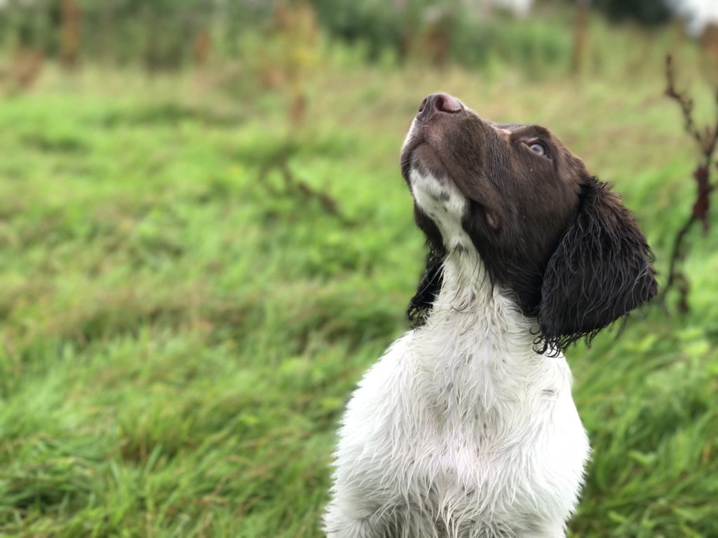puppy gundog training a springer spaniel testimonial