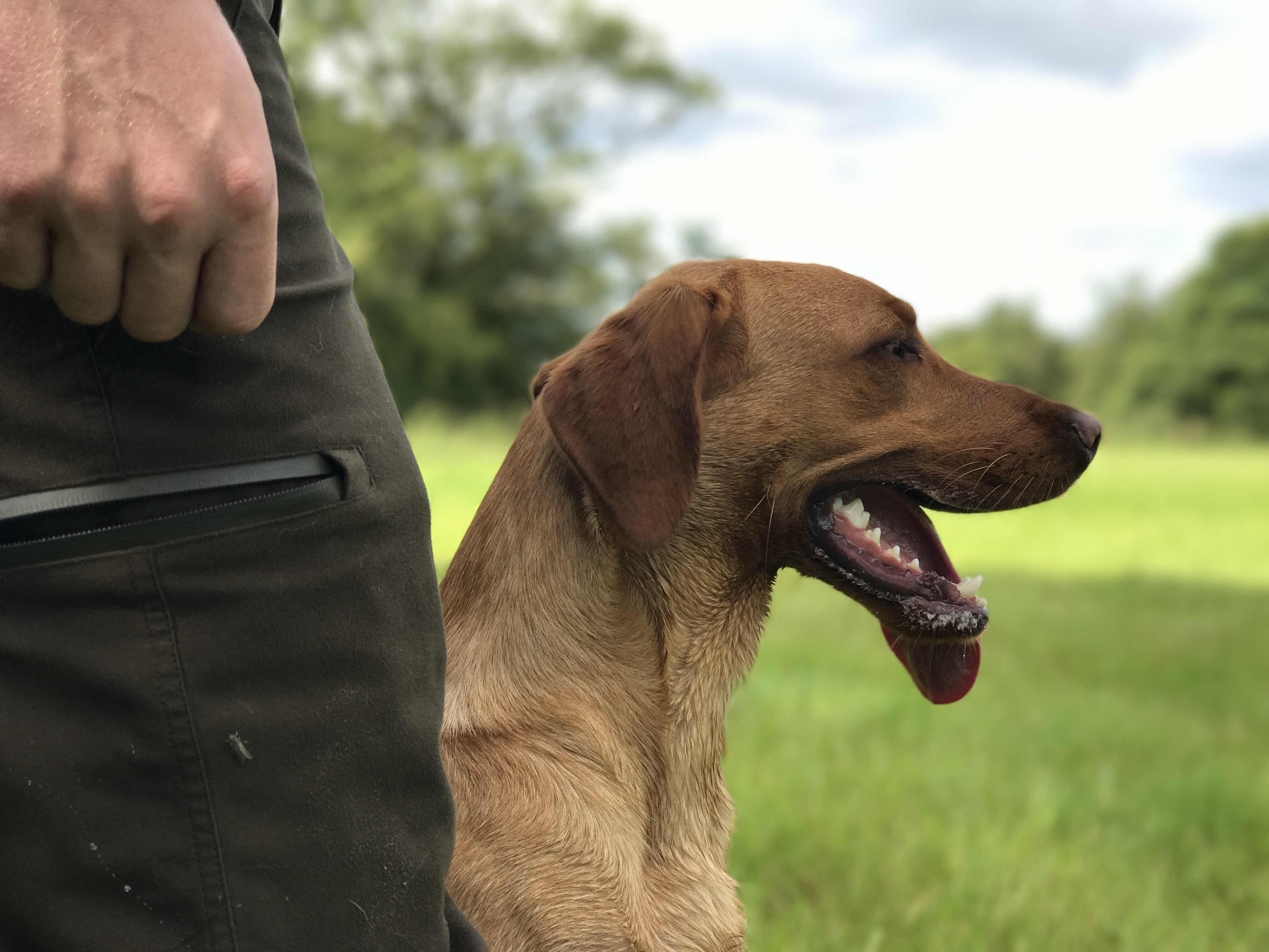 Buddy Fox Red Labrador Gundog Training Tessleymoor Gundogs