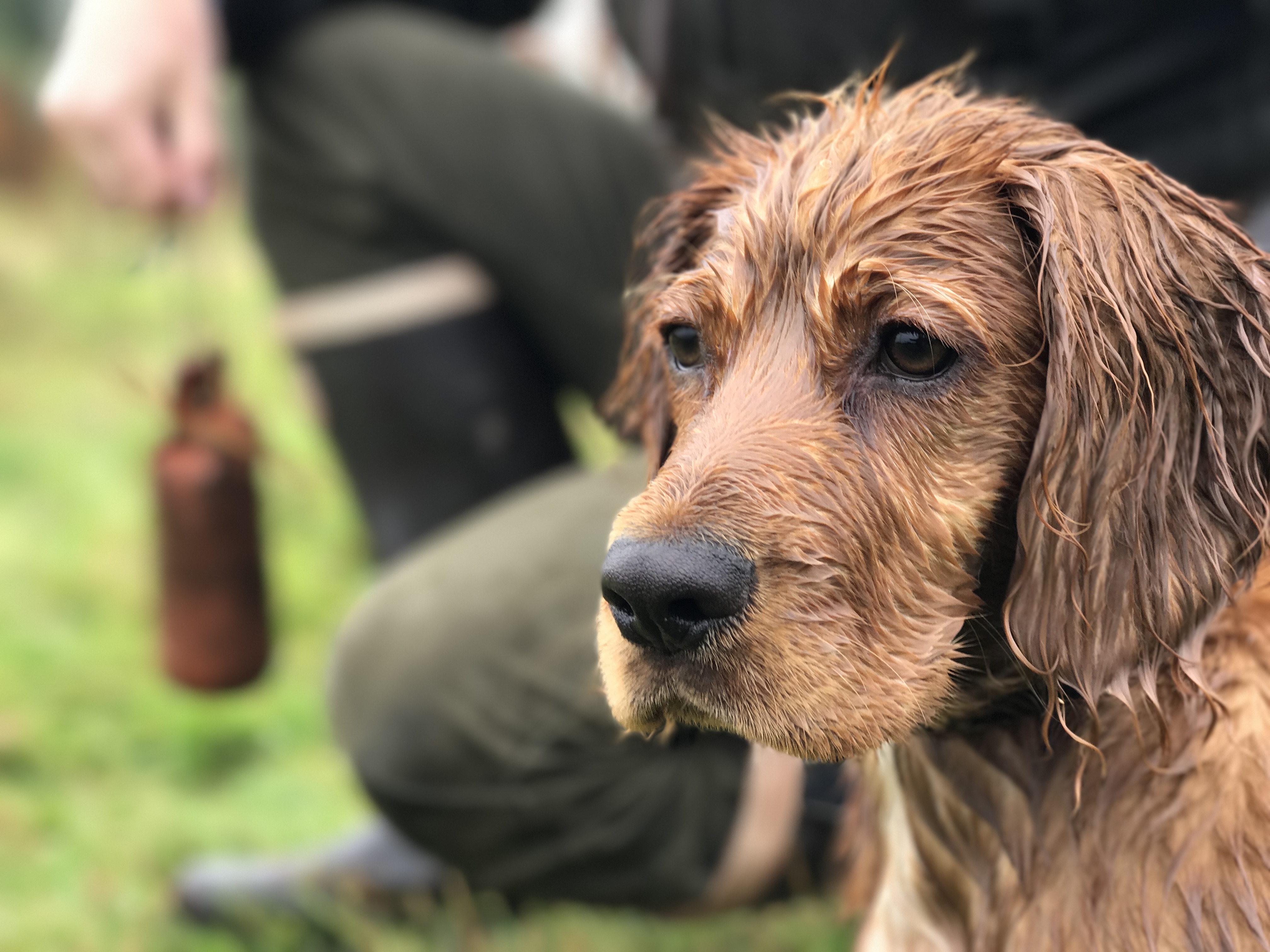 puppy gundog training cocker spaniel