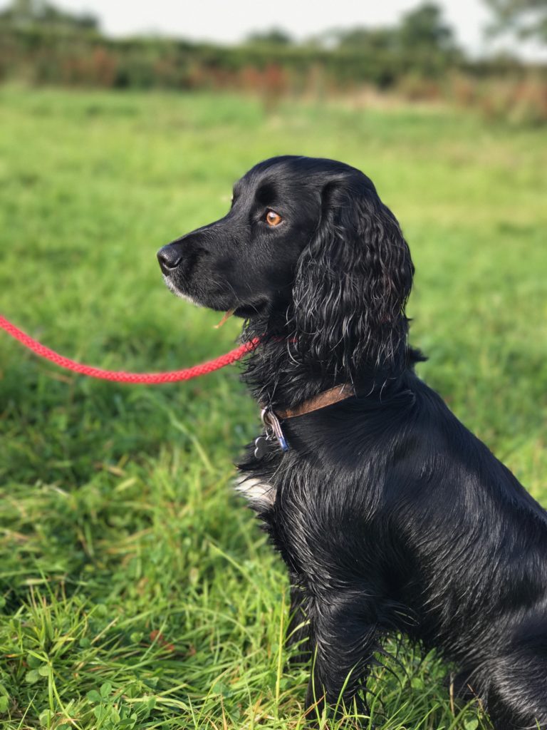 Training a cocker sales spaniel puppy uk