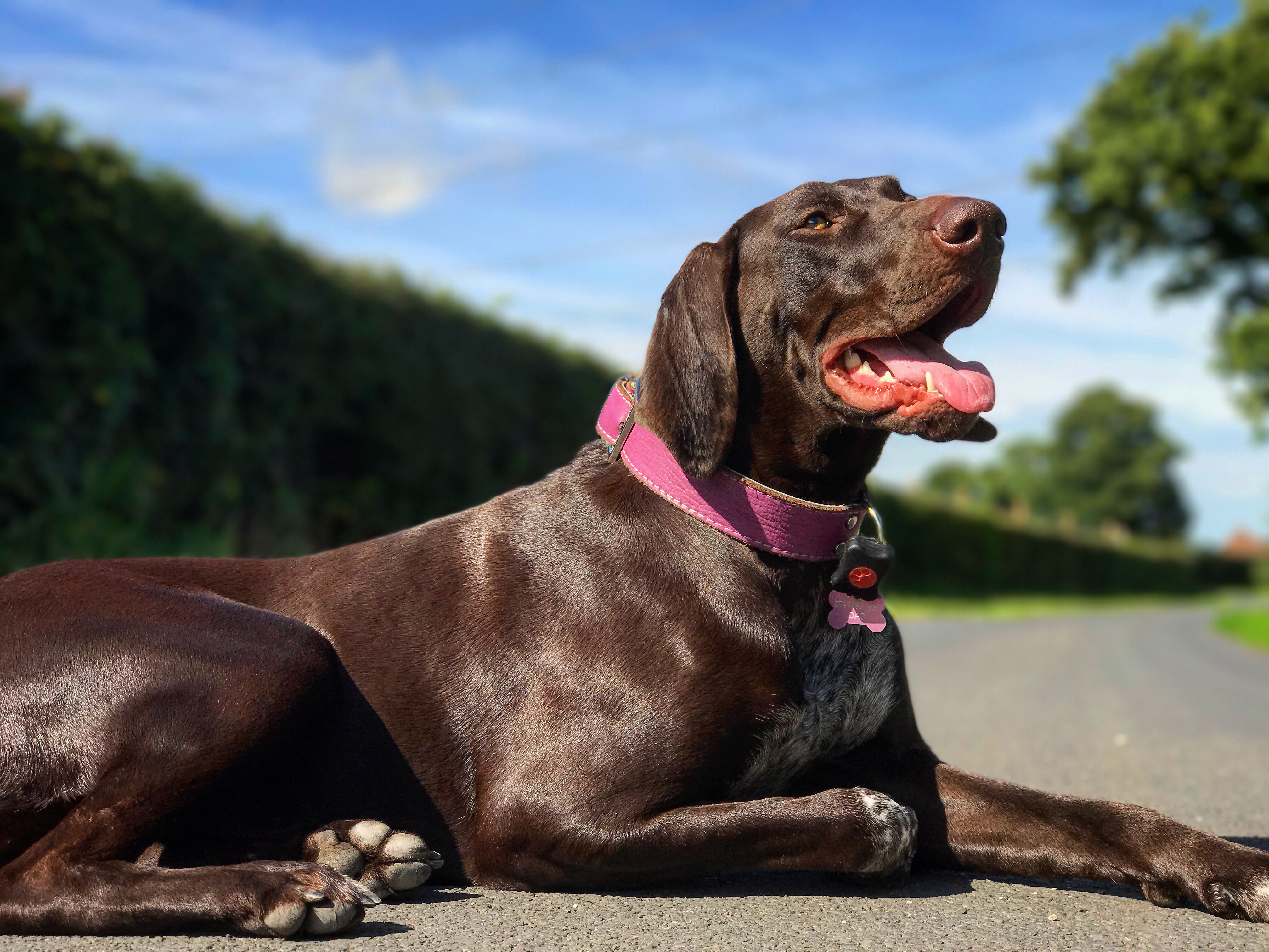 german shorthaired pointer gundog training