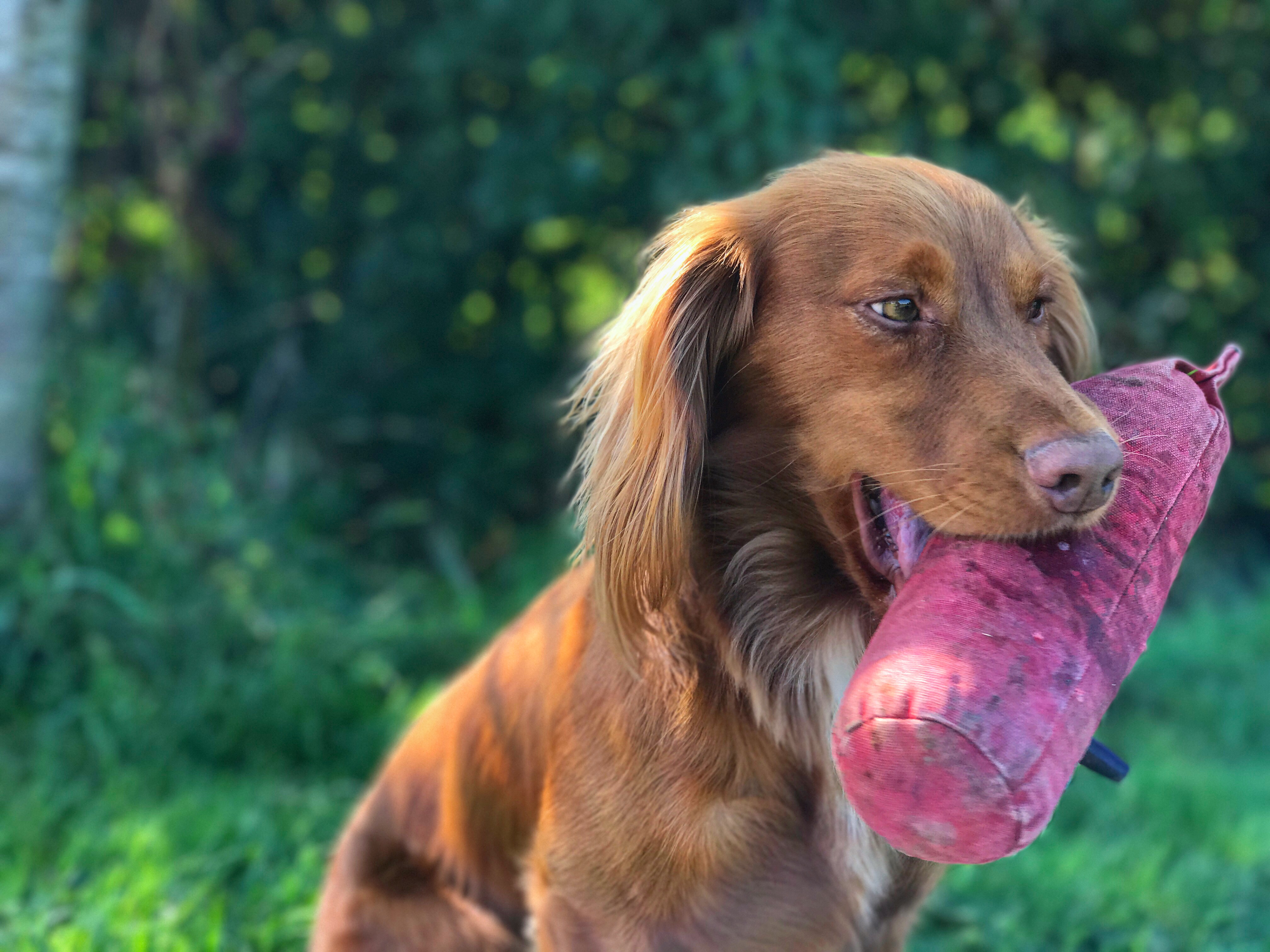 residential gundog training cocker spaniel
