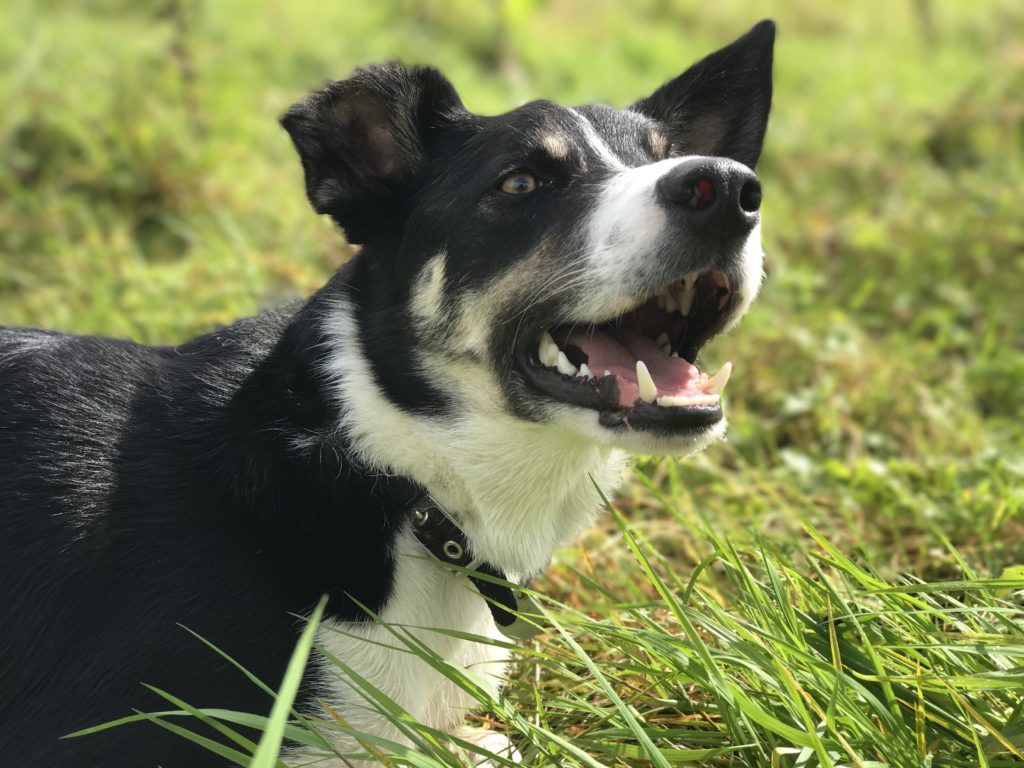 working dog border collie