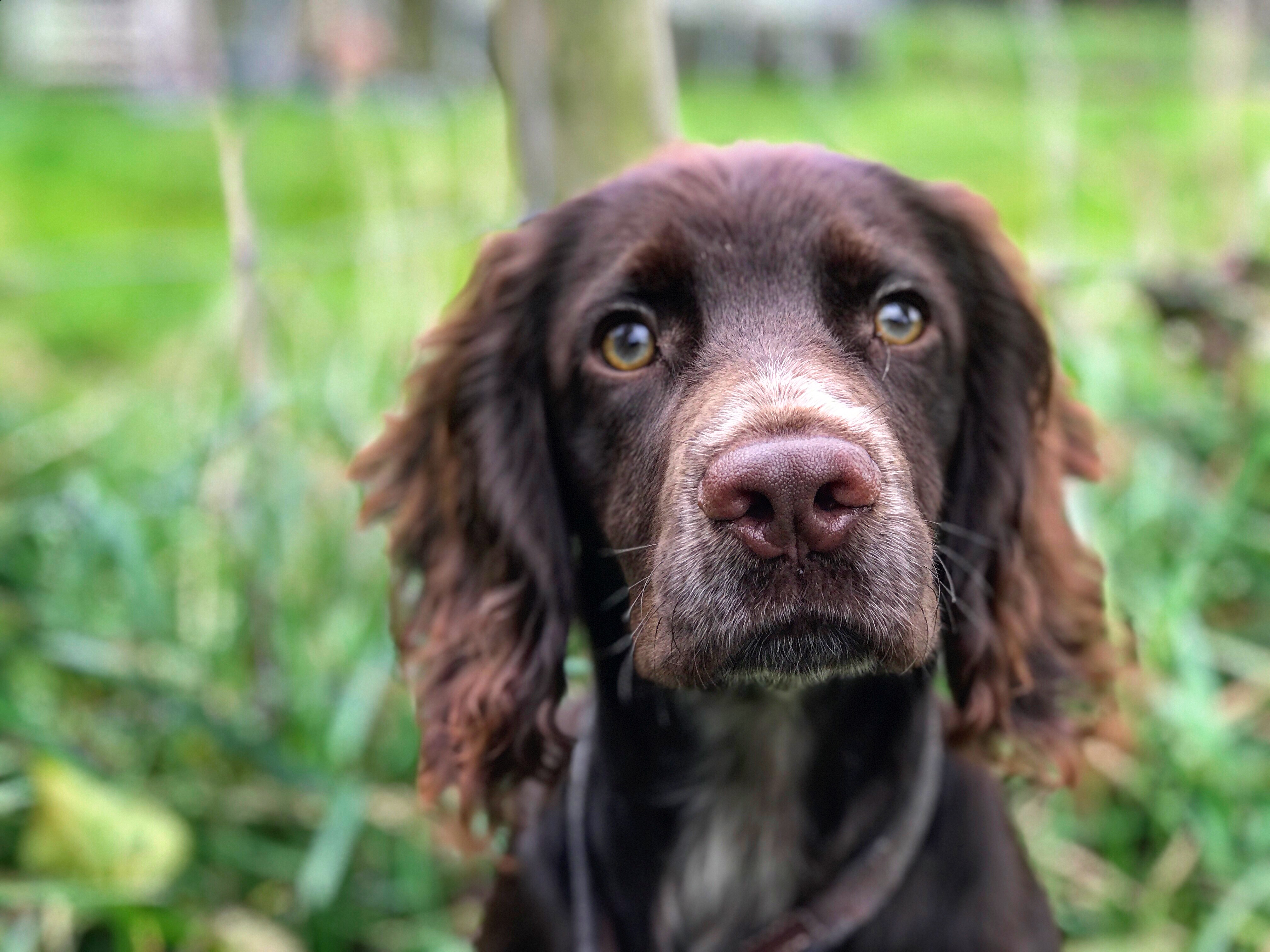 residential training cocker spaniel