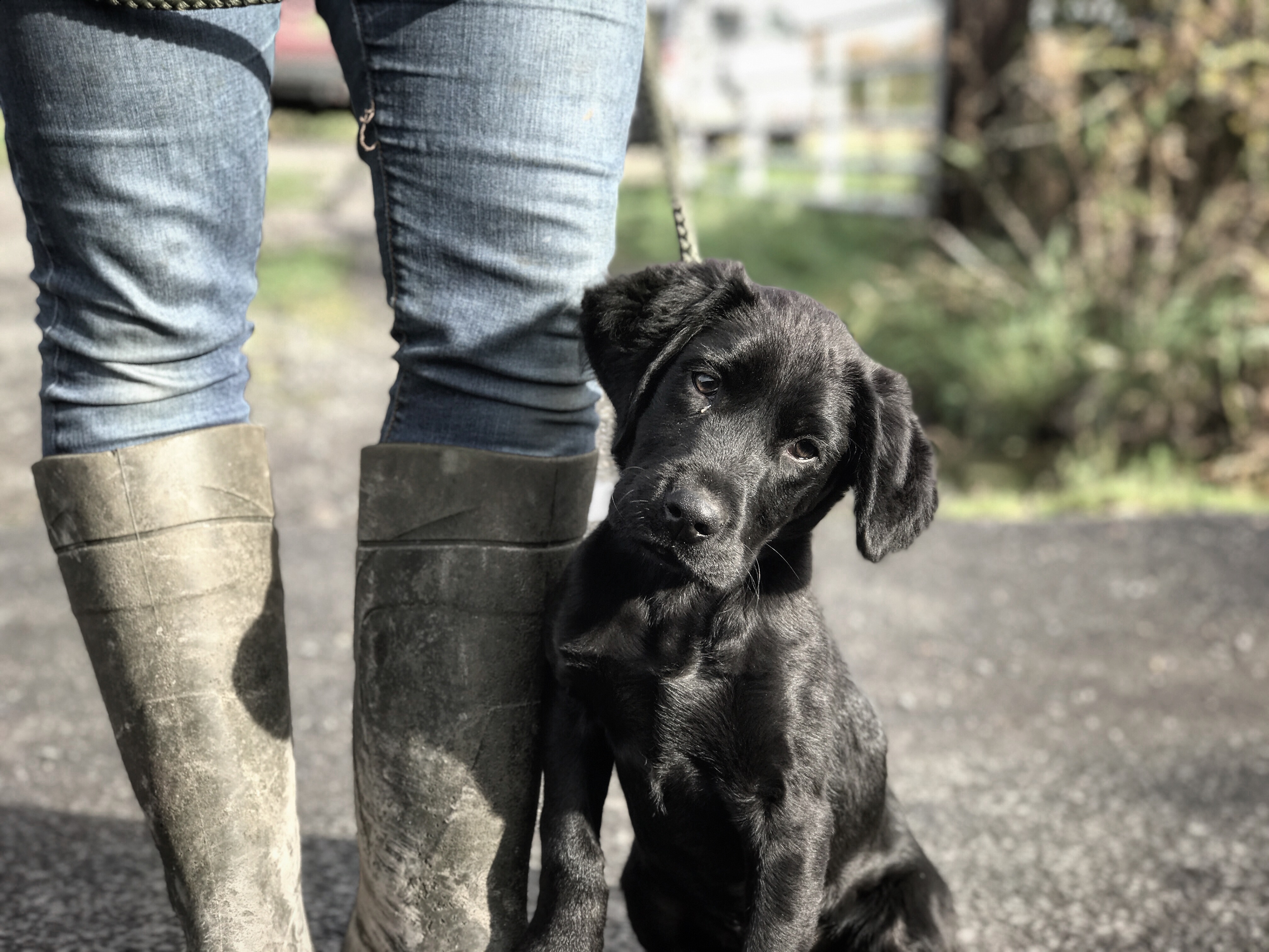 puppy gundog training springador
