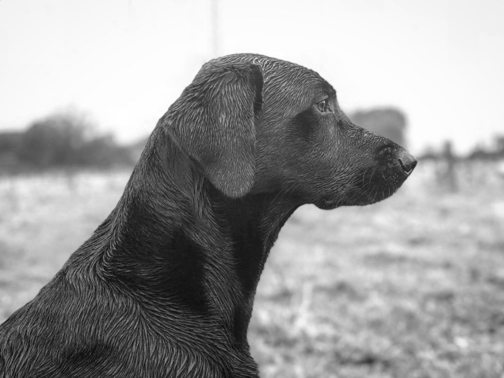 residential gundog training labrador