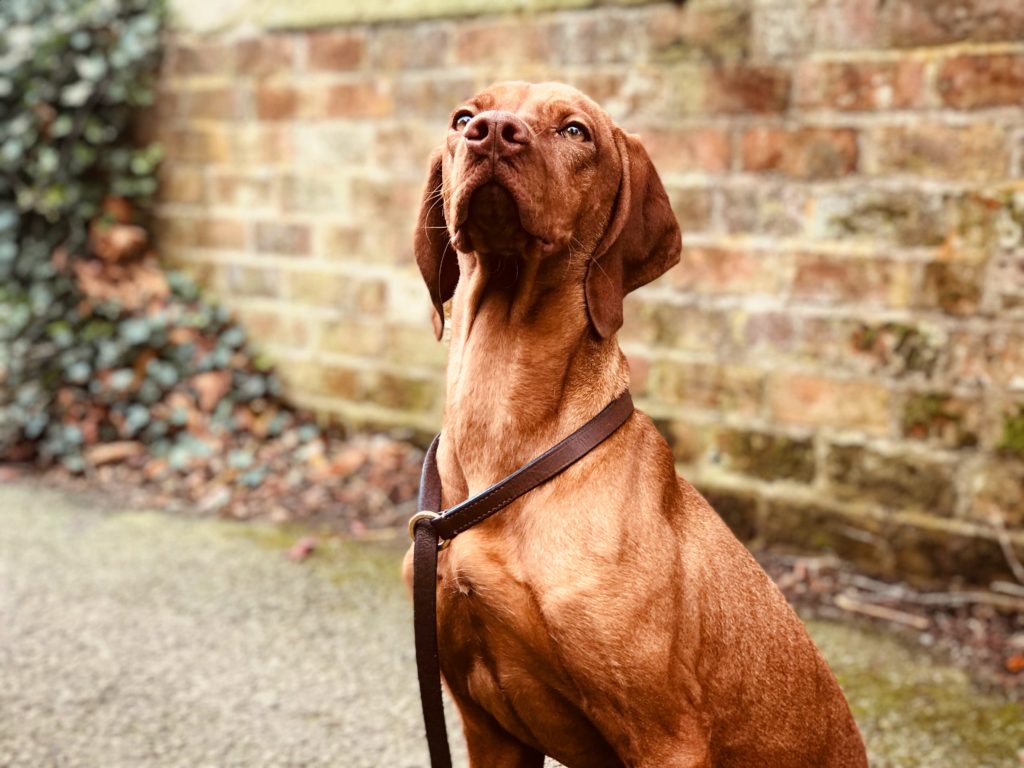 are hungarian vizslas aggressive