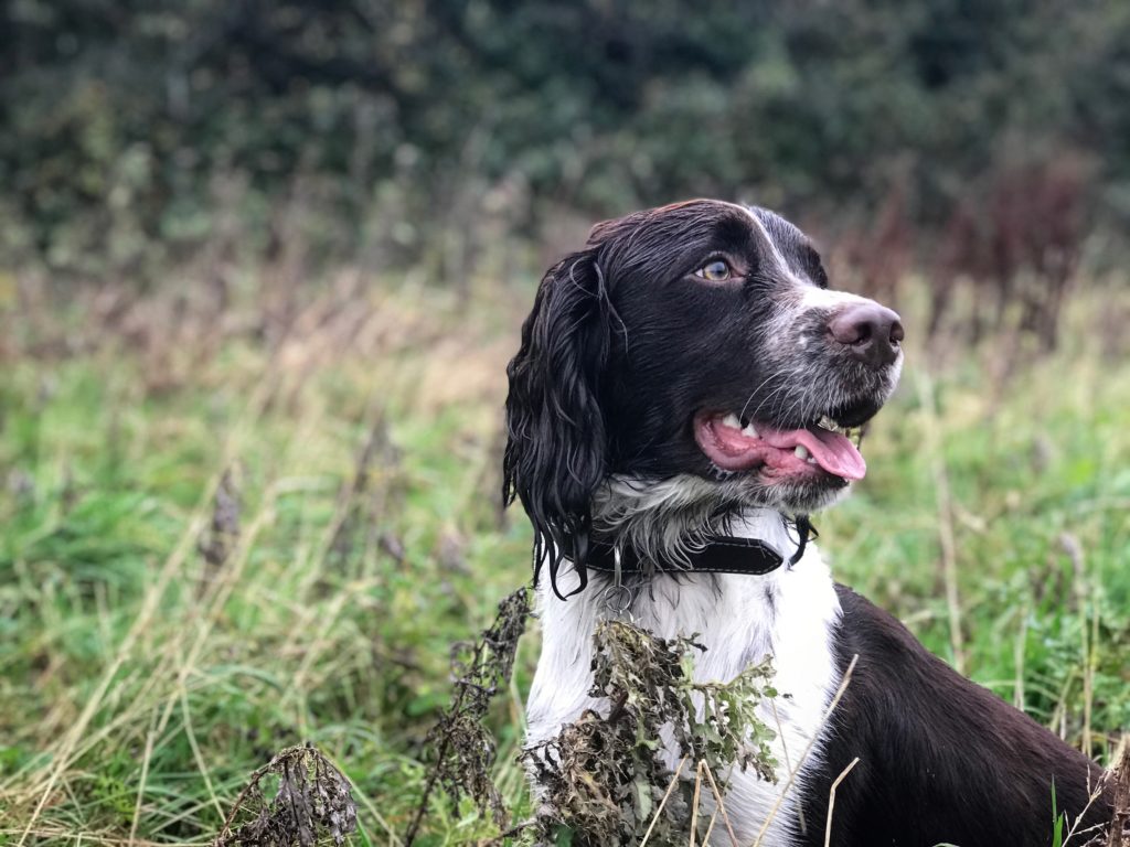 gundog training springer spaniel midlands