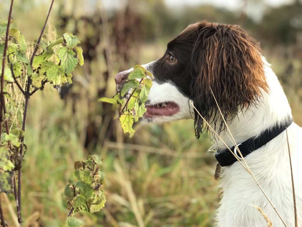 gundog training springer spaniel 