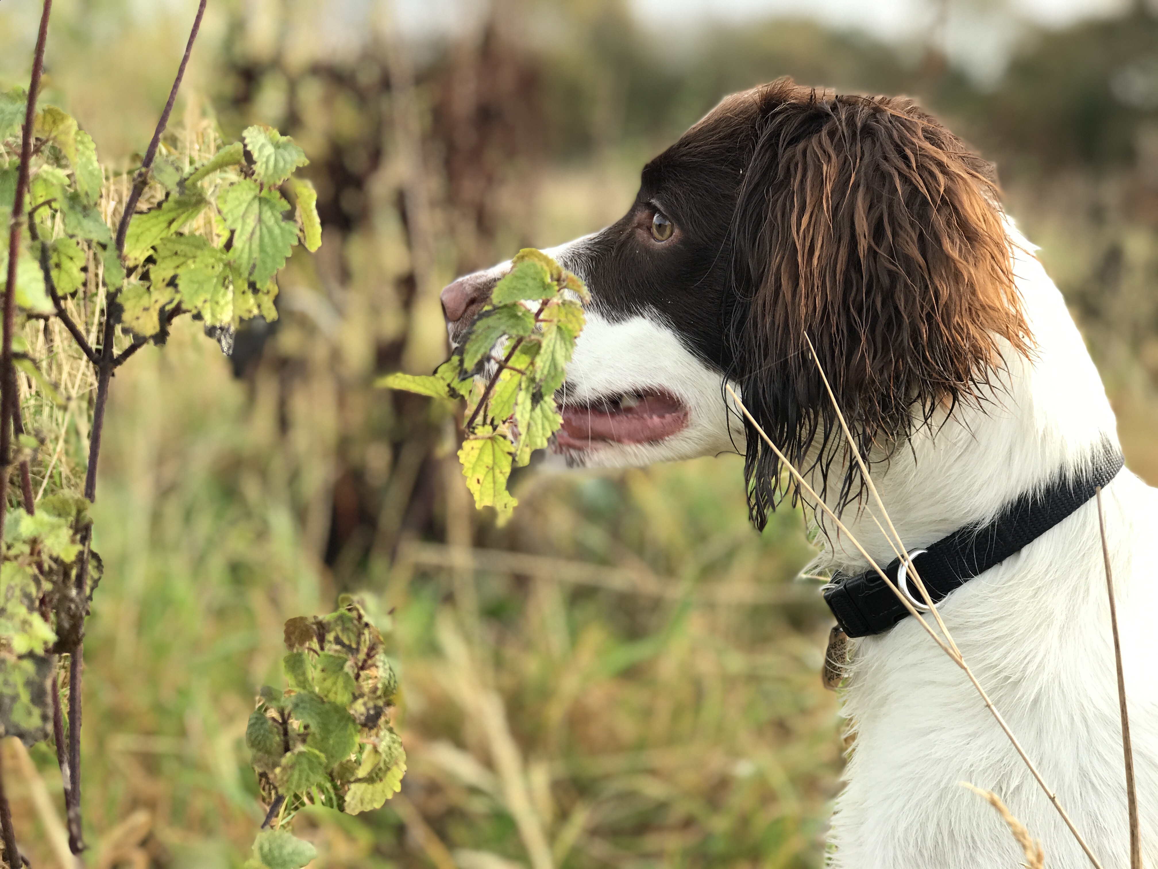 gundog training springer spaniel