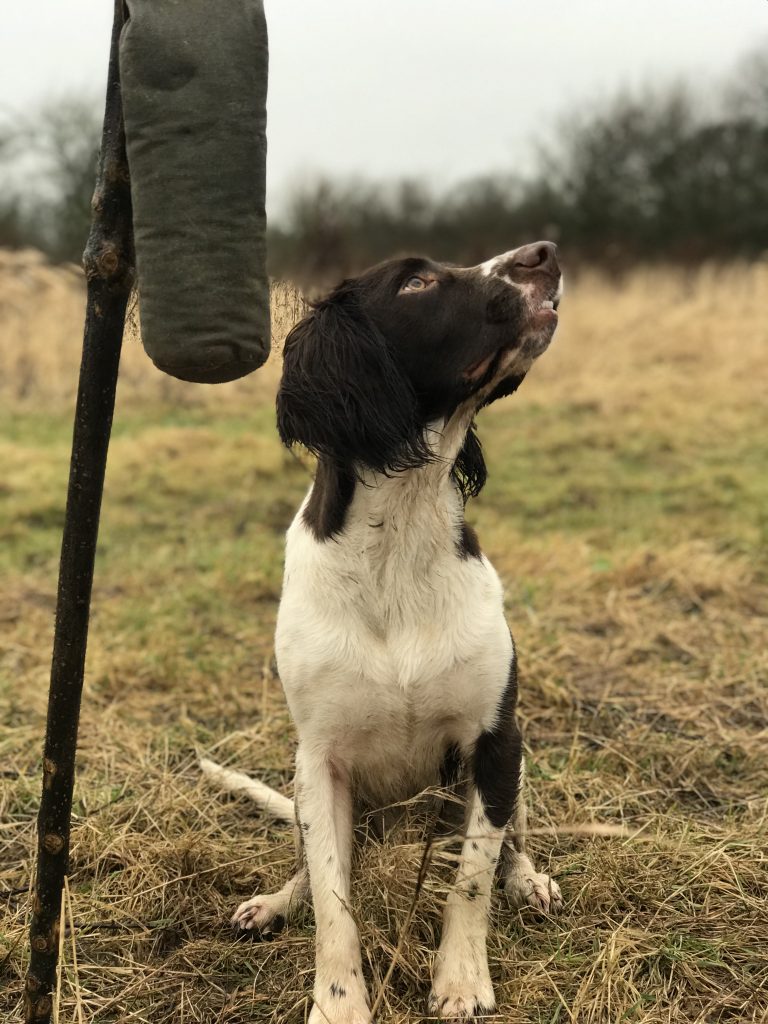 gundog training harry springer spaniel