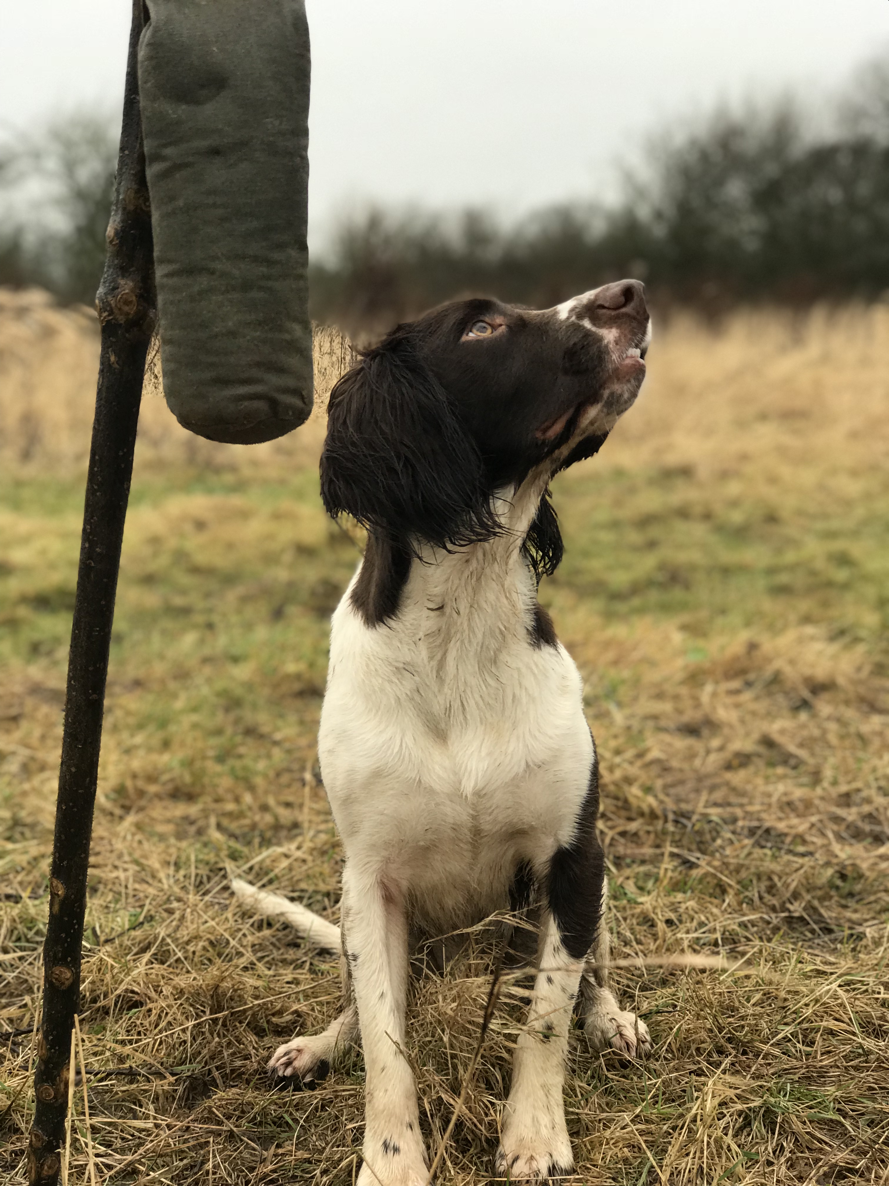 gundog training harry springer spaniel