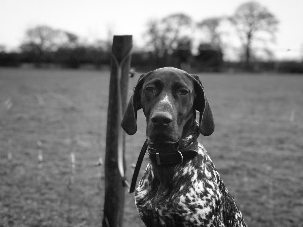 german shorthaired pointer residential training
