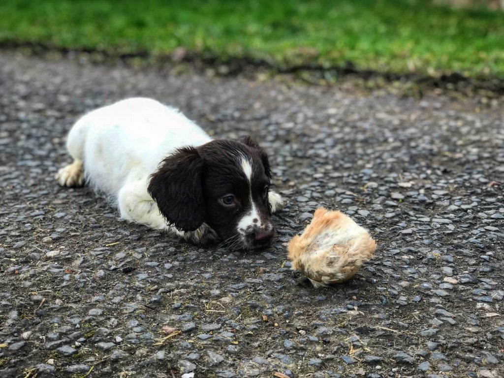 springer spaniel puppy gundog training
