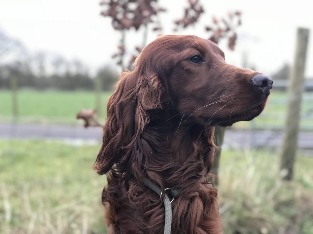 residential gundog training irish red setter