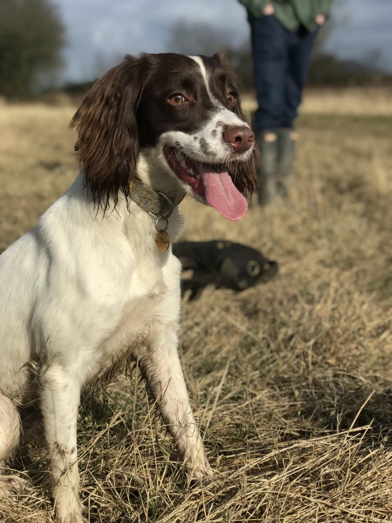 gundog training springer spaniel