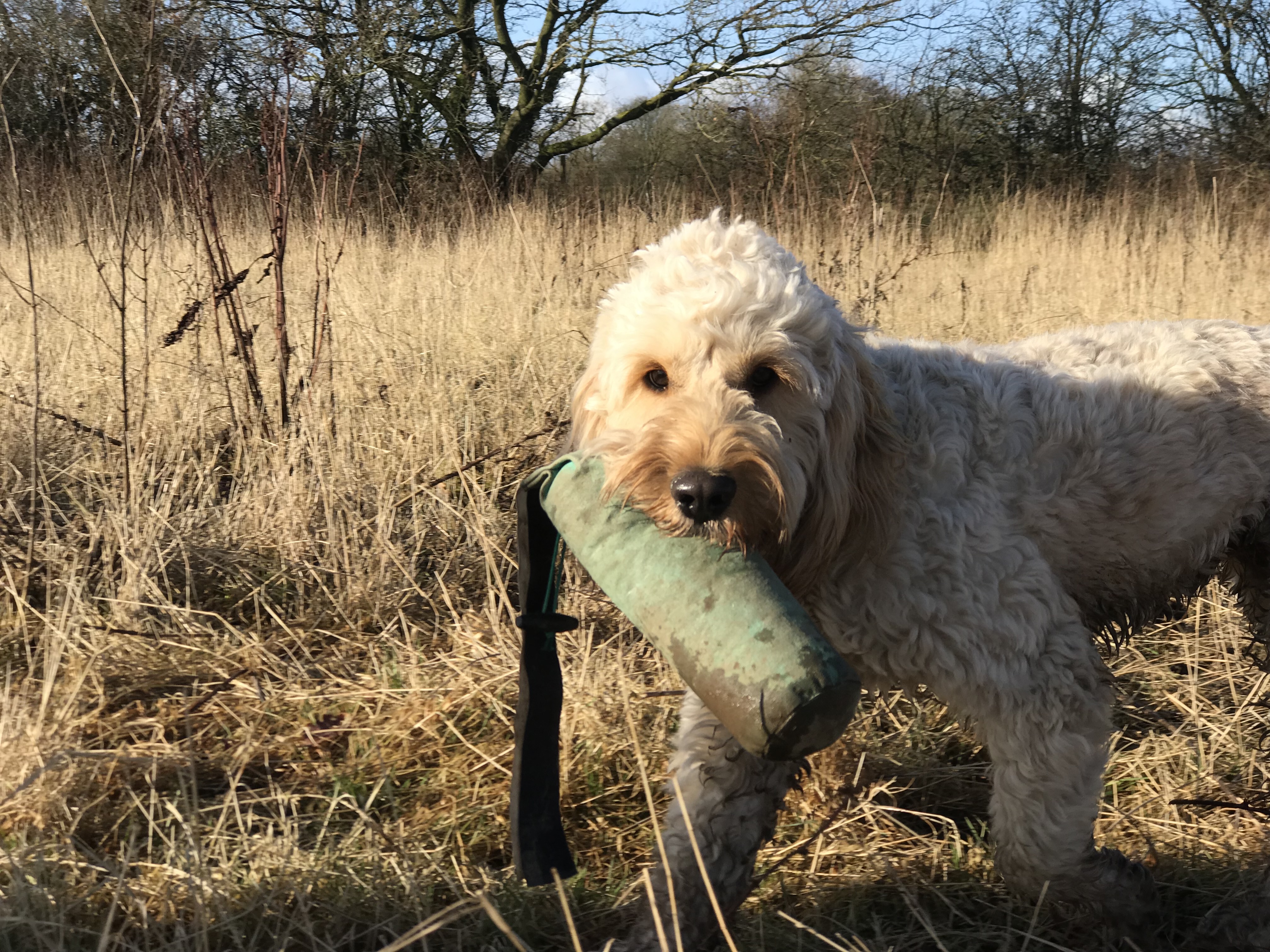 Cockapoo Gundog Training | 1-2-1 Dog 